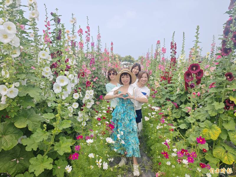 「花中巨人」迷宮!員林蜀葵花季12年最佳花況,30色花海免費賞