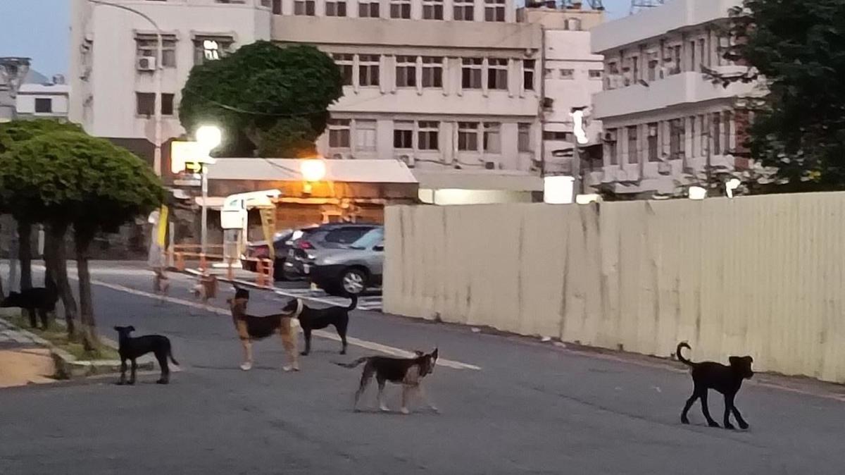 彰化流浪犬危機升溫!逾9千隻遊蕩犬頻傳傷人,縣府1.8億重建收容所並祭鐵腕新制