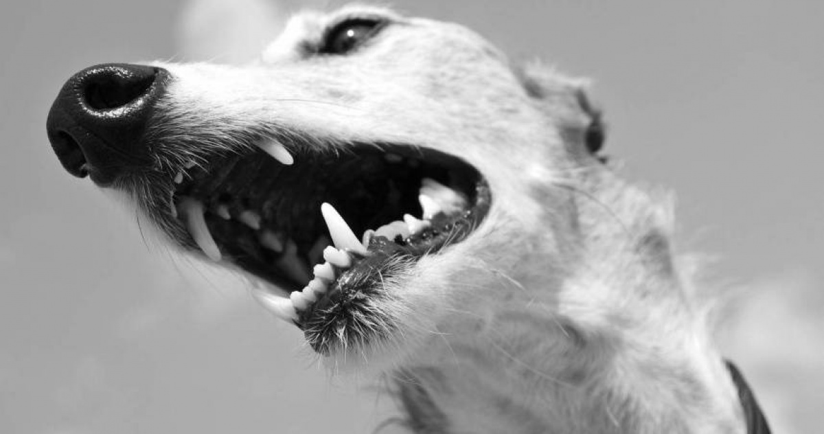 流浪犬狂咬婦人三日暴斃確診狂犬病,極高風險「三級暴露」引爆社區恐慌!