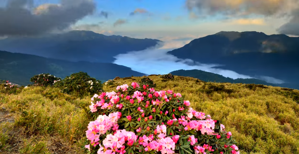 2026合歡山杜鵑花季:漫步雲端花海,從生態村到百岳的療癒之旅
