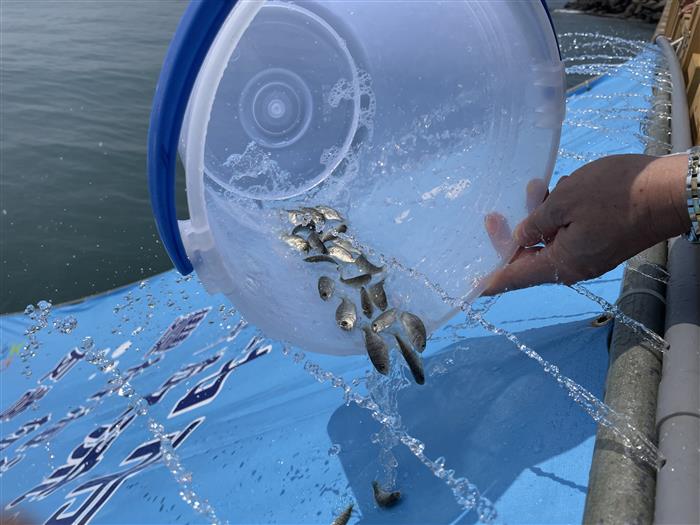 台中港北堤逾7萬魚苗放流：親子共學海洋保育，實踐永續漁業願景