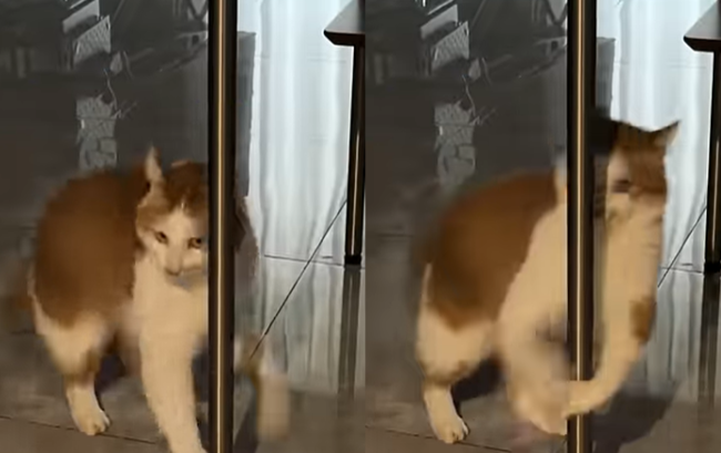 貓咪即興鋼管舞52萬人瘋傳 飼主傻眼：比AI還荒謬