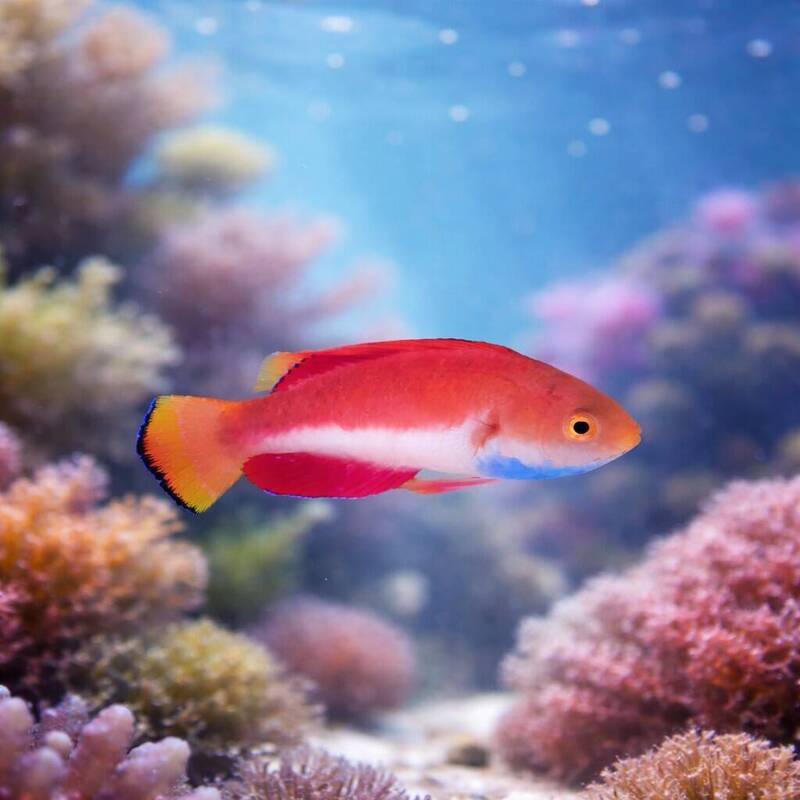 澎湖水族館清明連假推掌紋尋寶 沉浸式解謎揭開海洋生物命運之謎