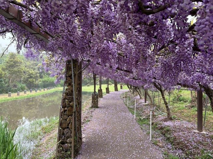 北海岸紫藤花季登場 三芝、淡水雙社區打造春日紫色秘境