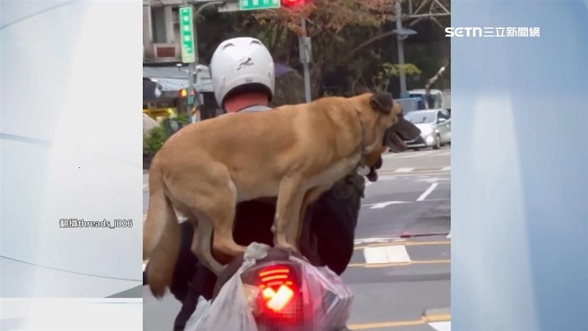 危險愛心？3隻大型犬擠機車 狗王廟爭議背後的動保難題